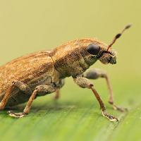 Weevil - Sitona sp. 2 